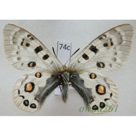 Parnassius széchenyii subsp. germanae Austaut, 1906 China74c